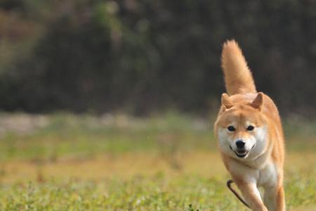 豆柴犬为什么不建议养