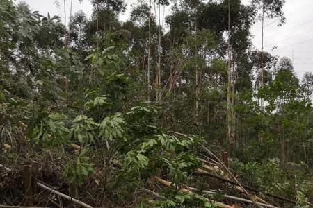 承包山林砍伐利润怎样