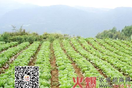 山东入伏天露天种植什么蔬菜