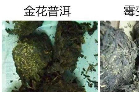 茶壶里茶叶发霉怎么处理