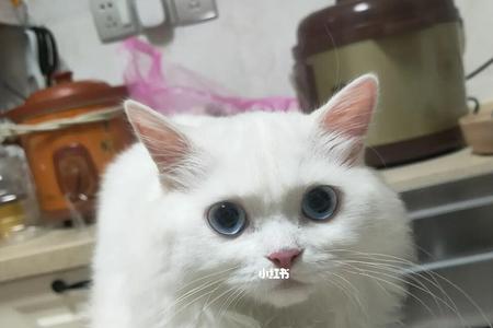 汪先生的猫是什么品种