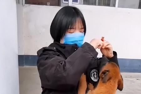 警犬巴万怎么牺牲的