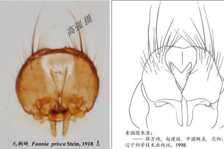 厕蝇从哪来的