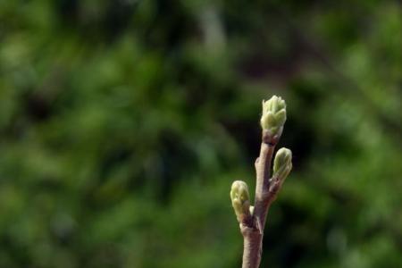 同科植物可否嫁接成活率存多高