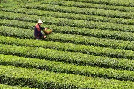 一亩茶叶年产量和利润