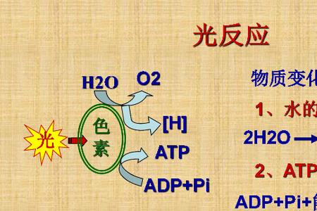 光合作用产生多少电子