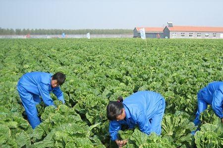 宁夏白菜的种植方法和时间