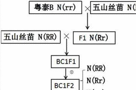 不育系育种的原理