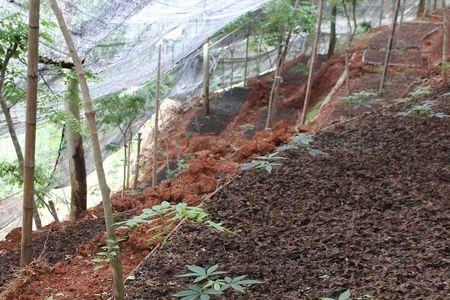 福建红霞金线莲的种植方法