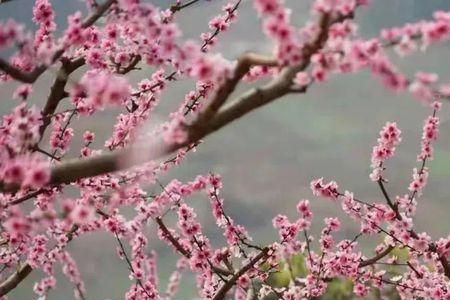 岁岁种桃花开在断肠时全诗