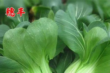 小白菜杂交种乌青76菜籽好不好