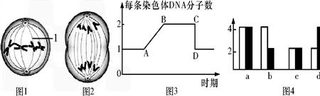 生物和dna有什么区别