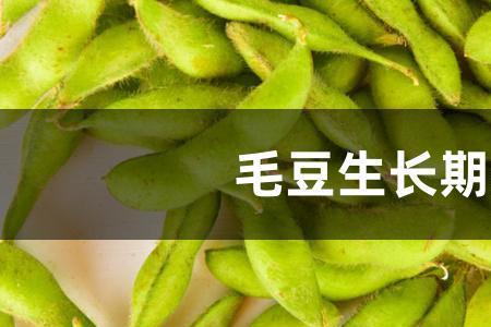 7月份种青毛豆几天能发芽