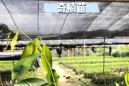 今年种植绿奇楠还是白奇楠好