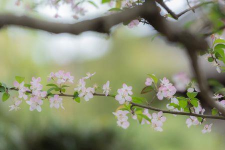 花绵锦宫城锦的读音