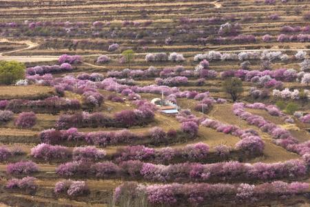 什么的山花填空