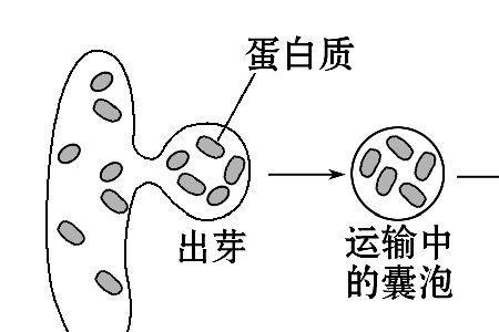 囊泡运输消耗能量吗