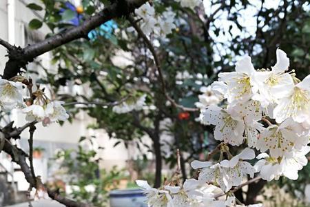 阔叶木开白花是什么树