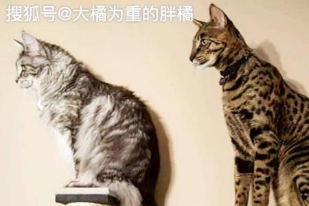 猫不让人碰还一直摇尾巴