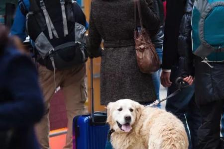 茶杯犬可以带上火车吗