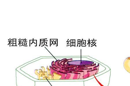 真核细胞内质网合成什么