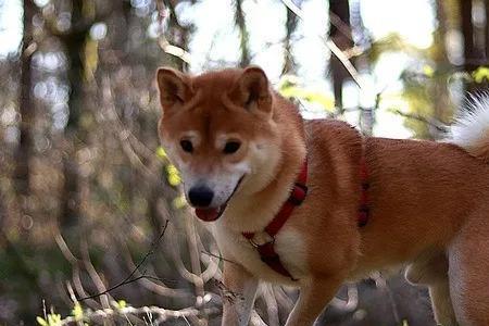 柴犬不活泼和活泼哪个适合养