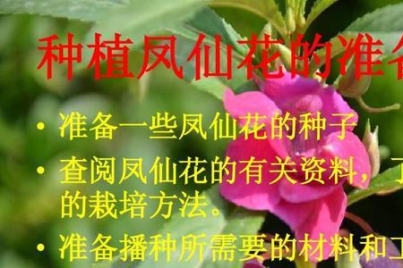 凤仙花传播种子仿写