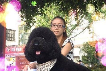 两个月巨贵犬如何驯养