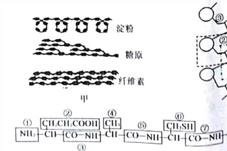 多糖是不是生物大分子