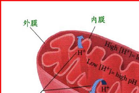 细胞核膜的外膜上有没有核糖体