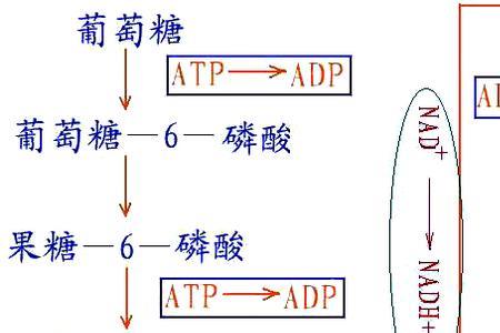 体内ATP的生成方式有哪些