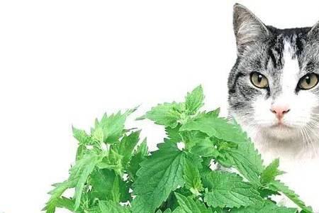 猫薄荷什么时候种最好