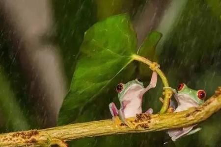 细雨是什么季节下的雨