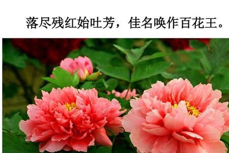 落尽残红始吐芳全诗繁体字