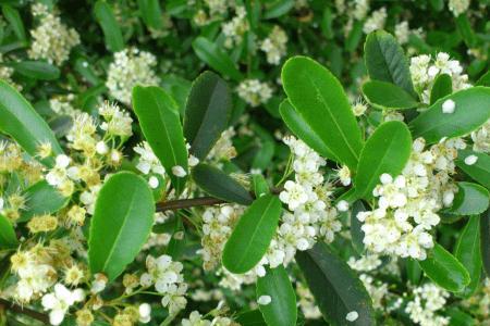 米仔兰移植季节