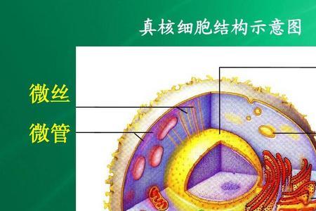 中心体和中性粒有什么区别