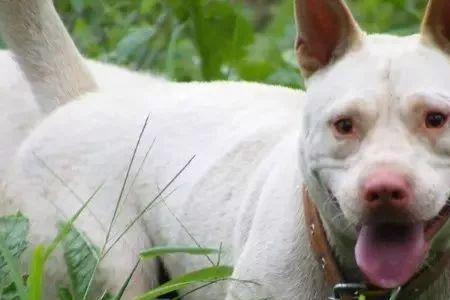 下司犬和青川犬打架哪个厉害