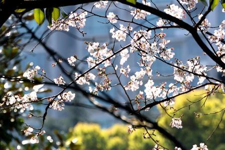 氤氲芳香意思