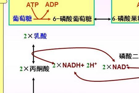 糖异生的意义