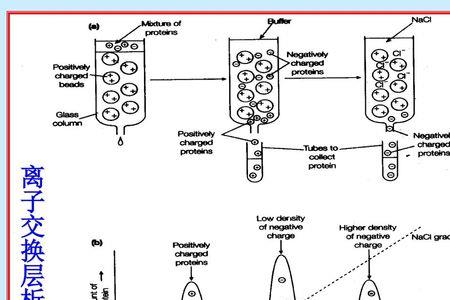 离子交换层析梯度洗脱原理