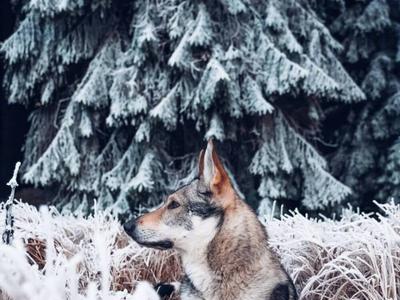 捷克狼犬什么时候开始会狼嚎