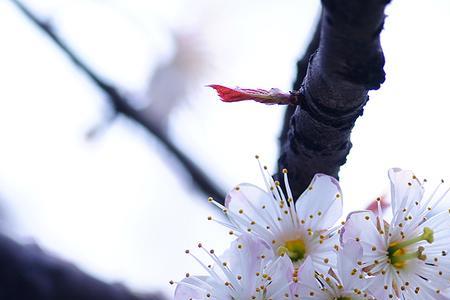 樱珠花和樱桃花的区别