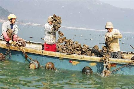 养殖海蛎子的利弊