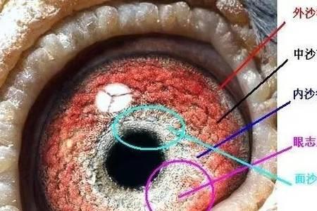 鸽子的眼睛能否分辨颜色