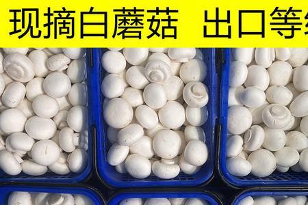 白菇能速冻吗