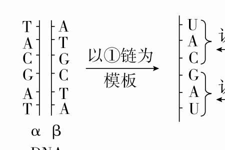 什么是碱基互补配对原则