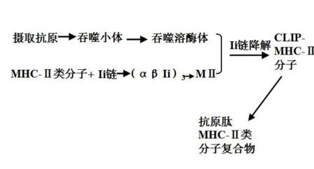 mhc什么调性