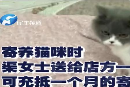 猫咪不养了怎么编辑信息送人