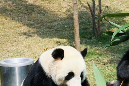 熊猫吃竹子为什么左一口右一口