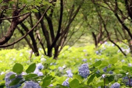 东北林下种植什么最简单